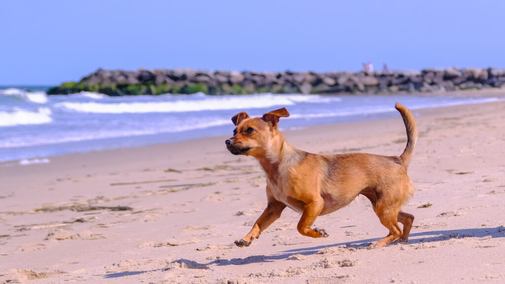 herabschauende Hund AnjaYoga Von Yogis und Heldinnen