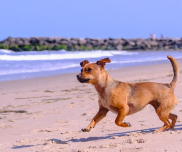 #52 Die Spur des Hundes – warum der herabschauende Hund mehr ist als nur eine Yoga-Pose
